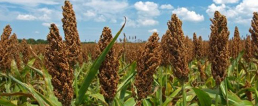 Sorghum