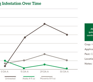 Ateka Mealy Bugs Oranges