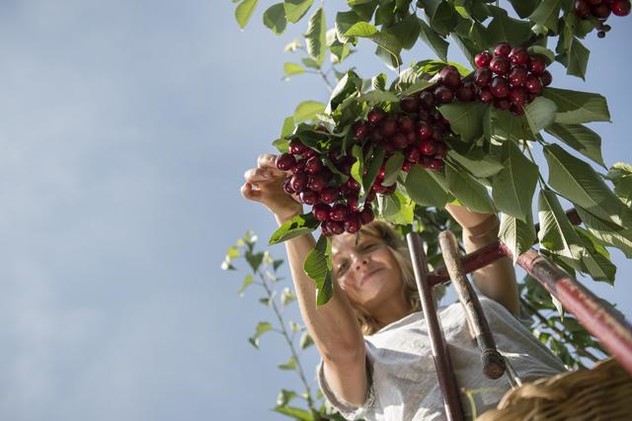 picking cherries