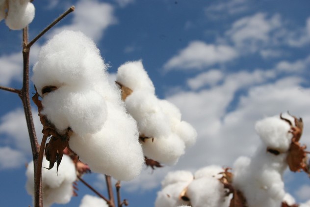 Cotton 2