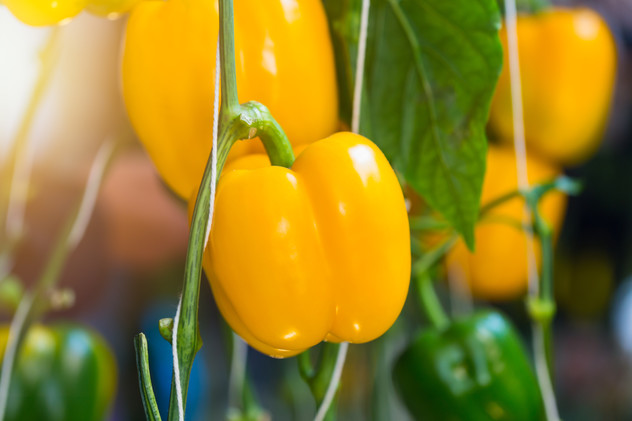 yellow pepper