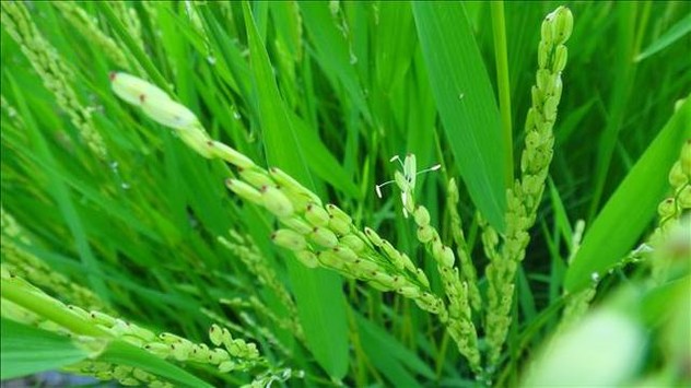 rice