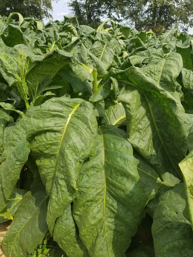 tobacco