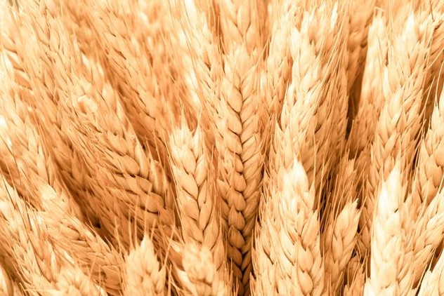 Wheat up close