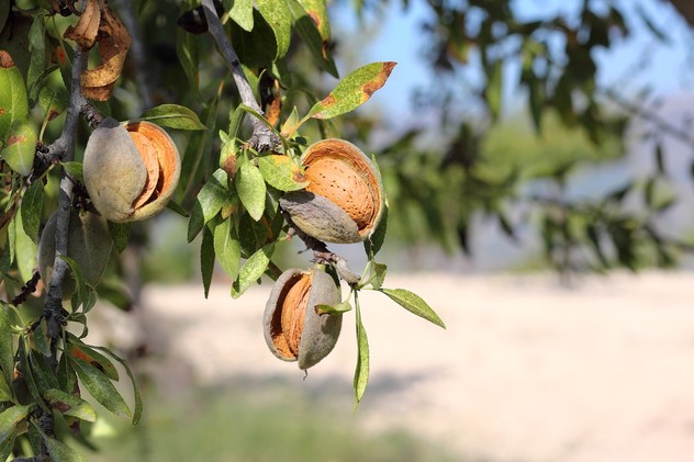 almonds close up