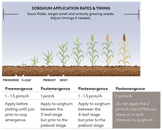 Palouse Sorghum Application