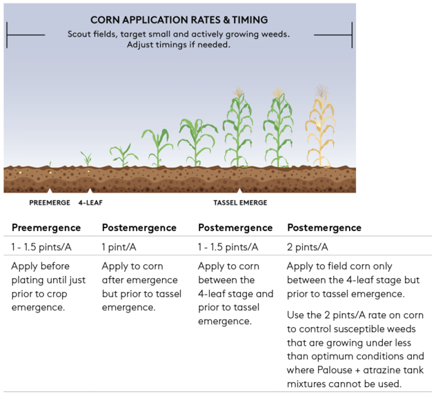 Palouse Corn Application