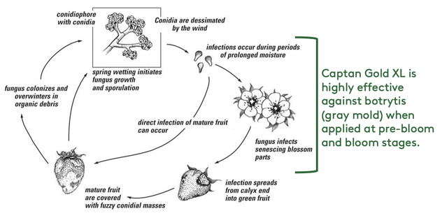 Botrytis Disease Cycle Strawberries