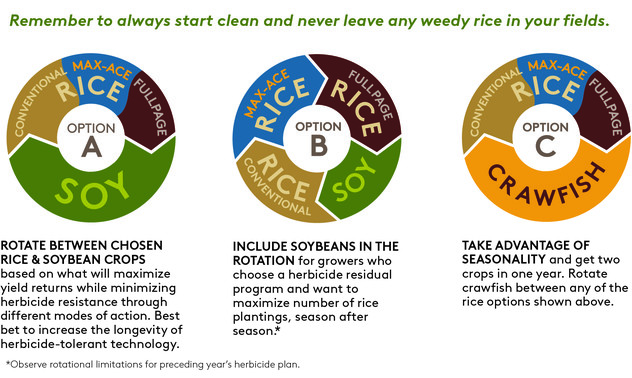 2024 Rice Rotations