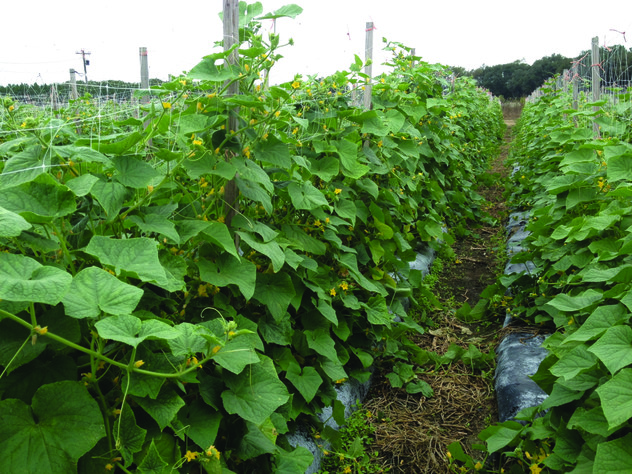 NIMITZ Treated Cucumbers