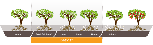 Brevis Application Timing