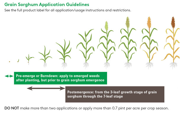 Sorghum Application Zaraxon.jpg