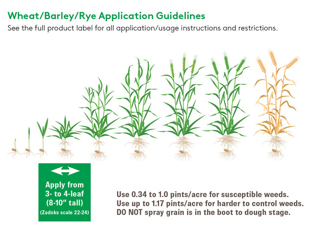 Phenatic_Wheat_barley_rye