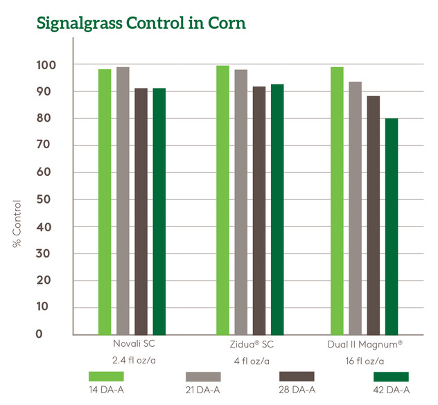 Novali in Corn - Signalgrass