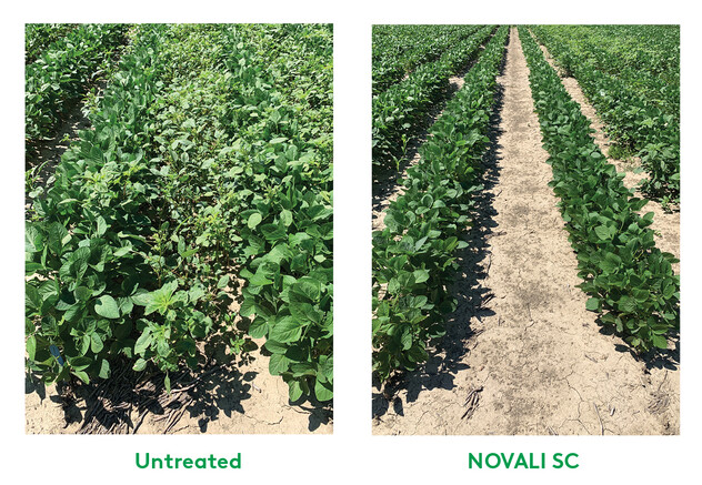 Untreated and Novali