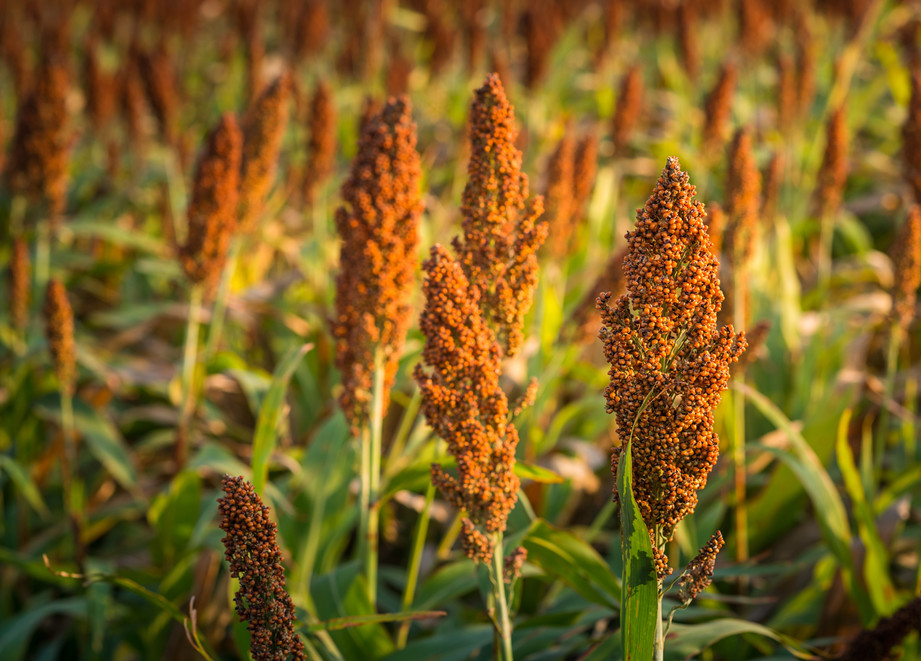 Sorghum Field