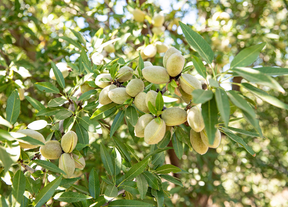 Tree Nuts