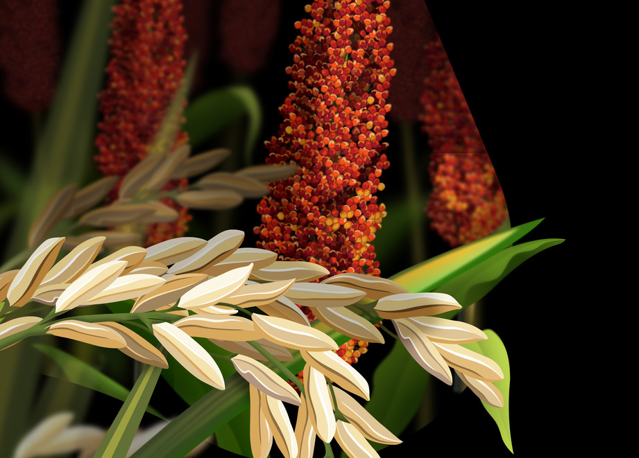 Sorghum & Rice