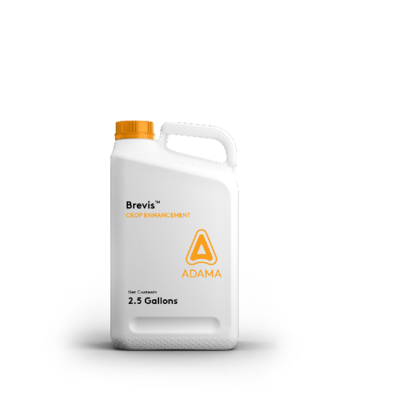 Brevis Jug