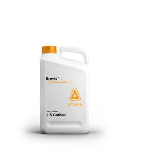 Brevis Jug