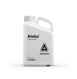 Ateka Jug