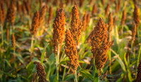 Sorghum Field