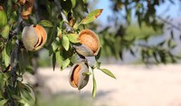 almonds close up