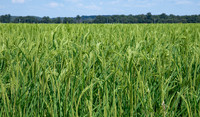 clean rice field