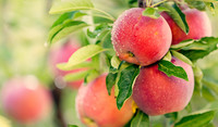 apples