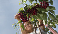 Cherry Picking