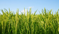 rice field