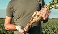 Sugar Beet