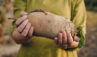 Hands holding sugar beet