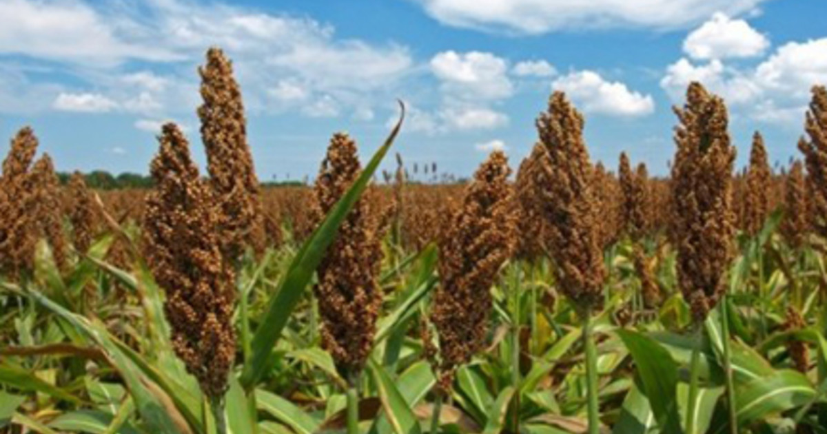 2023 Commodity Classic ADAMA