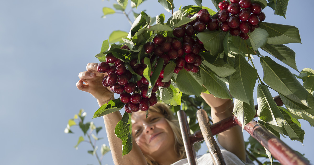 A Unique Copper for Controlling Pseudomonas in Cherries ADAMA