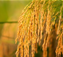 Hạt lúa chắc khỏe