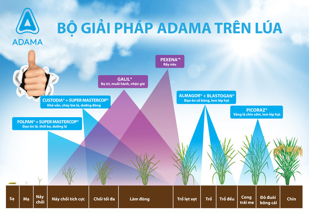 Bộ giải pháp