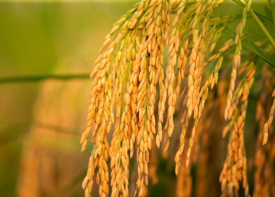Hạt lúa chắc khỏe