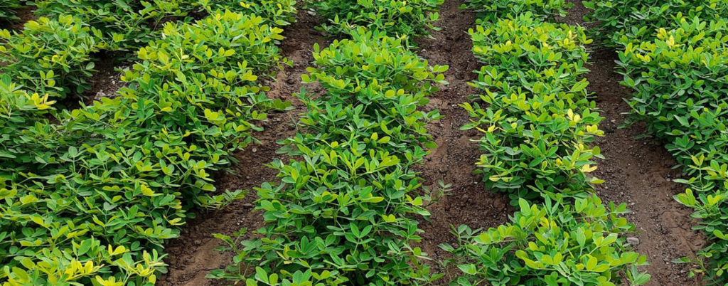 legume field treated with ADAMA solution