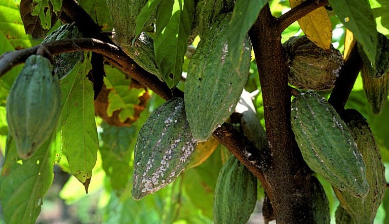 Mealybugs on Cocoa pods