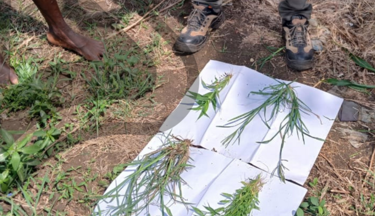 AGIL - grass control-agrochemical solutions