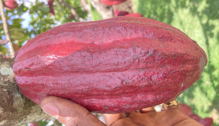 STOP cocoa insects from chewing your profit