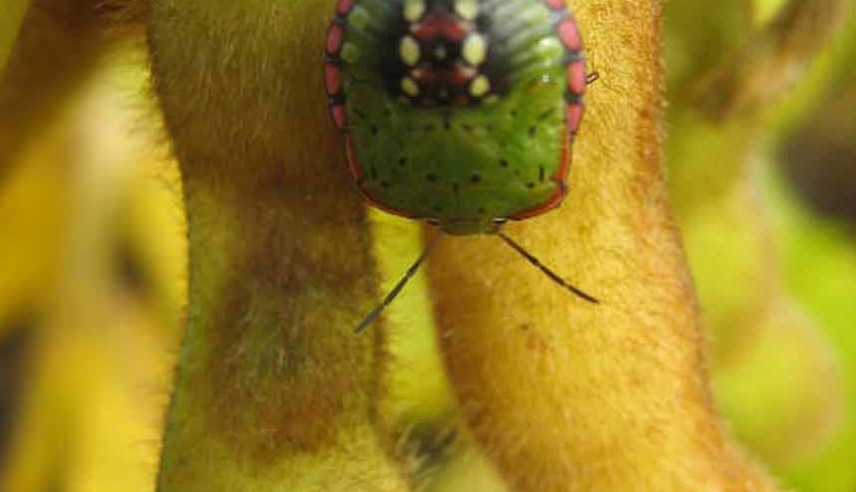 insectisides_article_tcm15-893_tcm60-61049.jpg