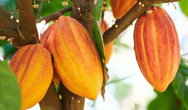 ADAMA solution for Cocoa disease