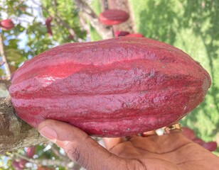 STOP cocoa insects from chewing your profit
