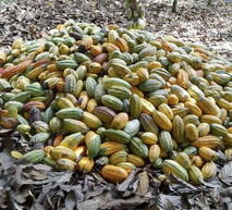 ADAMA solution for Cocoa disease