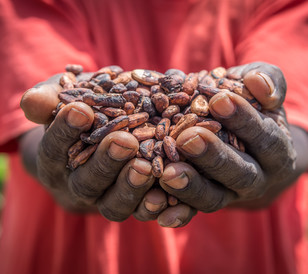 Premium cocoa beans