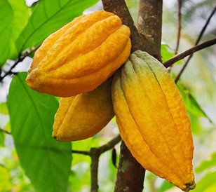 cocoa plant