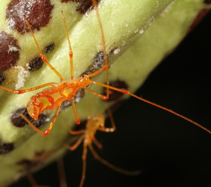 Cocoa insect