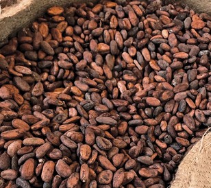 Healthy cocoa plant treated with ADAMA products.